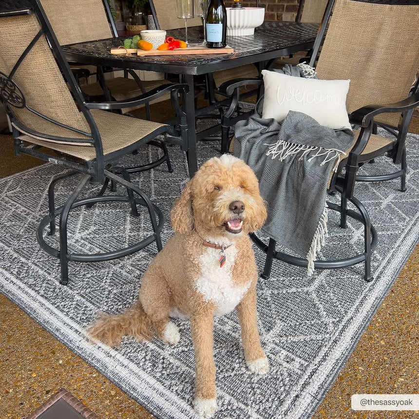 Outdoor patio scene with a happy dog sitting on the Diah Black & Bone Area Rug under a dining table. Roomscene-Rectangle