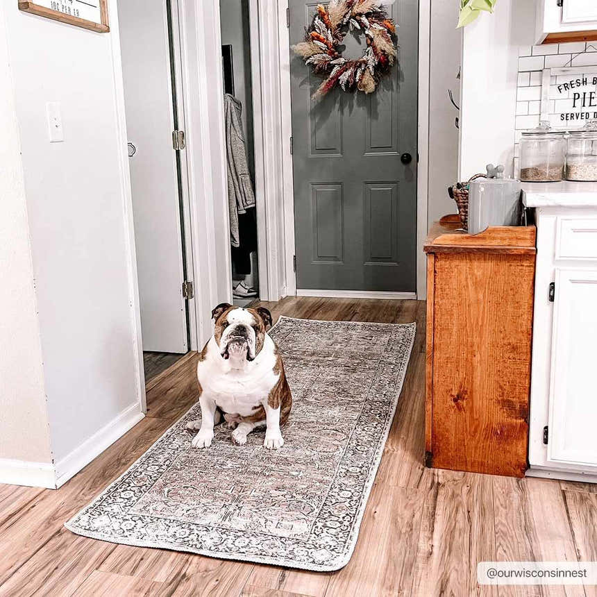 Farmhouse mudroom with a Jill Washable Area Rug runner and a cute bulldog sitting on it. Roomscene-Runner