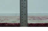 Custom Made Plum and Olive Traditional Dragon Oushak Design Hand knotted wool rug