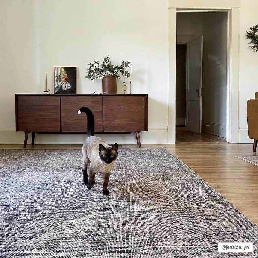 Living room scene with a cat on the Greenpoint Dusty Blue Washable Rug. The rug has a vintage, oriental design. Roomscene-Rectangle