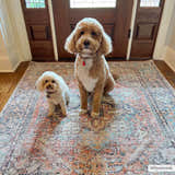 Two dogs sit on the Beck Peach Washable Area Rug in an entryway. The rug has beige, blue, and peach tones. Roomscene-Rectangle