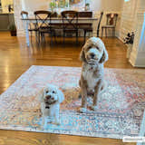 Dining room scene with two dogs on the Beck Peach Washable Area Rug, a traditional rug with beige, peach, and blue tones. Roomscene-Rectangle