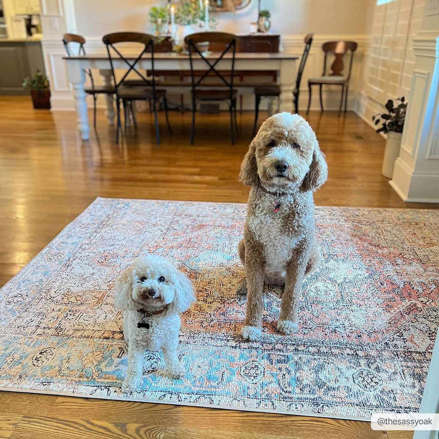 Dining room scene with two dogs on the Beck Peach Washable Area Rug, a traditional rug with beige, peach, and blue tones. Roomscene-Rectangle