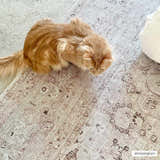 Close-up of a beige Bethany Vintage Washable Rug with a traditional floral pattern and an orange cat. Styleshot