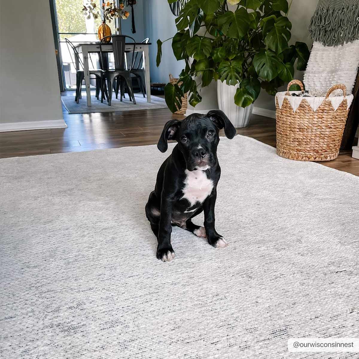Living room scene with cute puppy on the Isako Cream & Gray Solid Washable Area Rug. Neutral decor, dining area in background. Roomscene-Rectangle