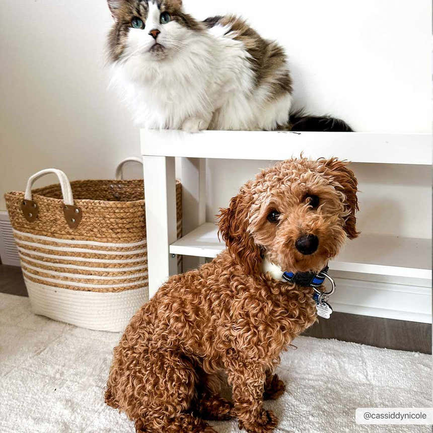 Cat and dog on the Keanu Ivory Area Rug. The rug is a soft, off-white color. Room also includes a woven basket and white shelving. Styleshot
