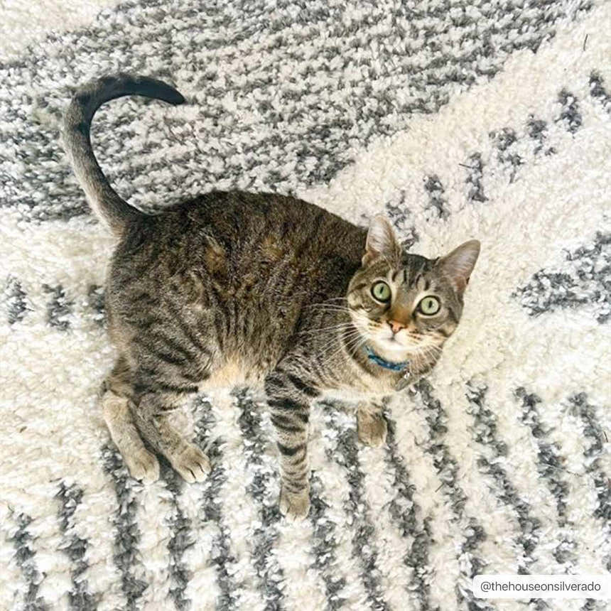 Cat lounging on a Trunding Plush Area Rug, showcasing its charcoal and cream shag design. Styleshot